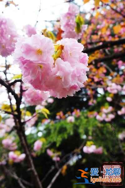 2017西安去哪賞櫻花,2017西安櫻花推薦地? 2017西安去哪賞櫻花,2017西安櫻花推薦地?