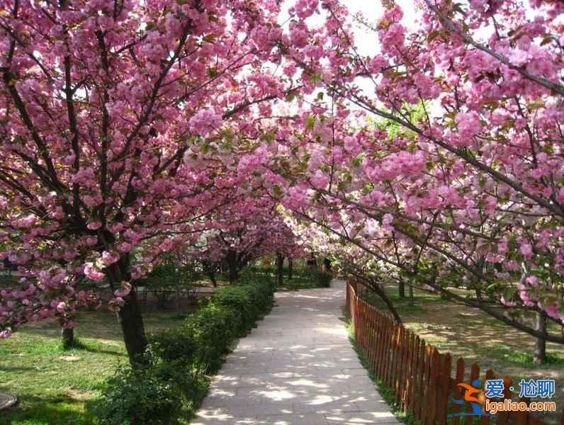 2017西安去哪賞櫻花,2017西安櫻花推薦地? 2017西安去哪賞櫻花,2017西安櫻花推薦地?