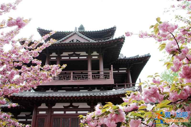 2017西安去哪賞櫻花,2017西安櫻花推薦地? 2017西安去哪賞櫻花,2017西安櫻花推薦地?