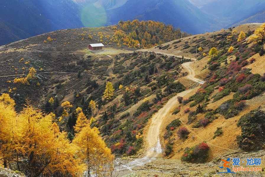 中國最美十大森林？