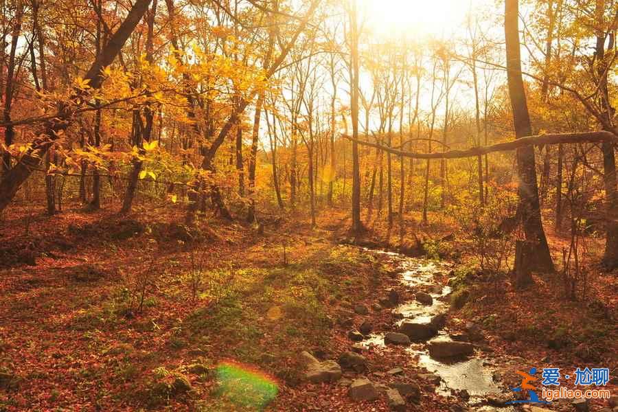 中國最美十大森林？