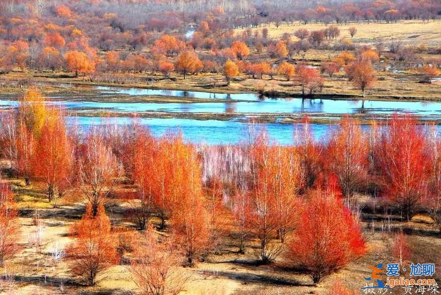 中國最美十大森林？