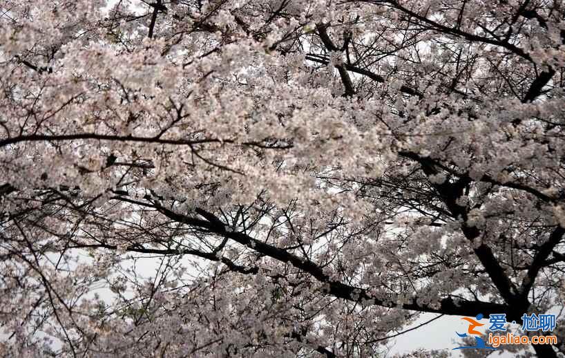 長沙植物園門票，2017長沙植物園櫻花好看么？