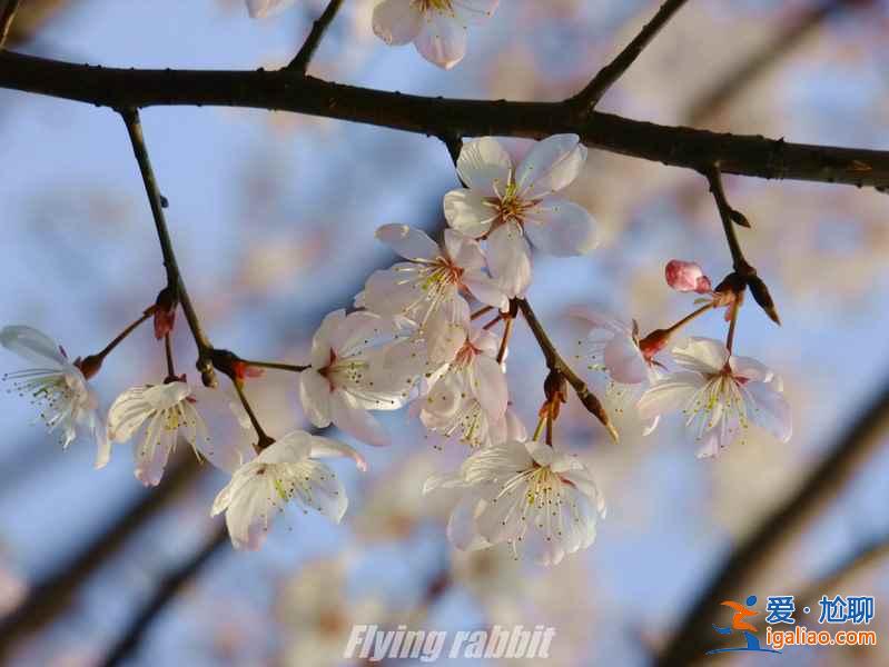 長沙植物園門票，2017長沙植物園櫻花好看么？