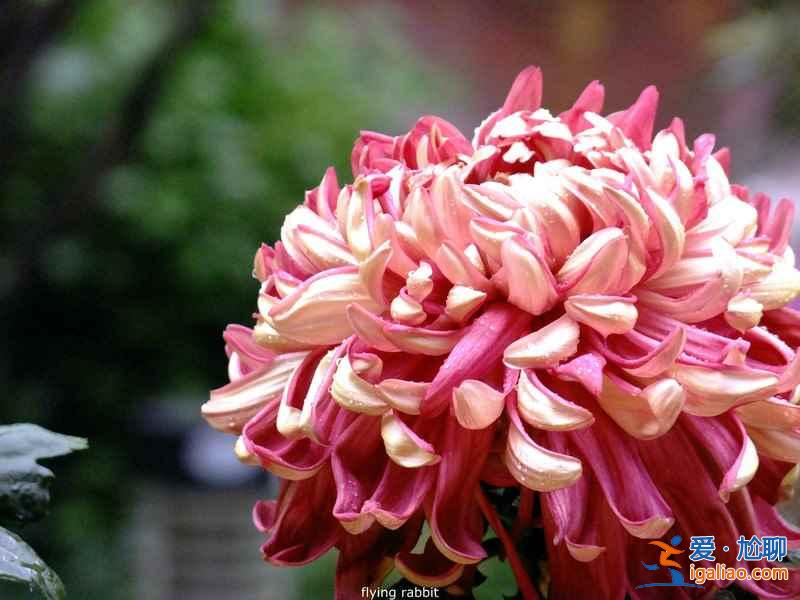 長沙植物園門票，2017長沙植物園櫻花好看么？
