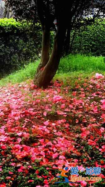 長沙植物園門票，2017長沙植物園櫻花好看么？