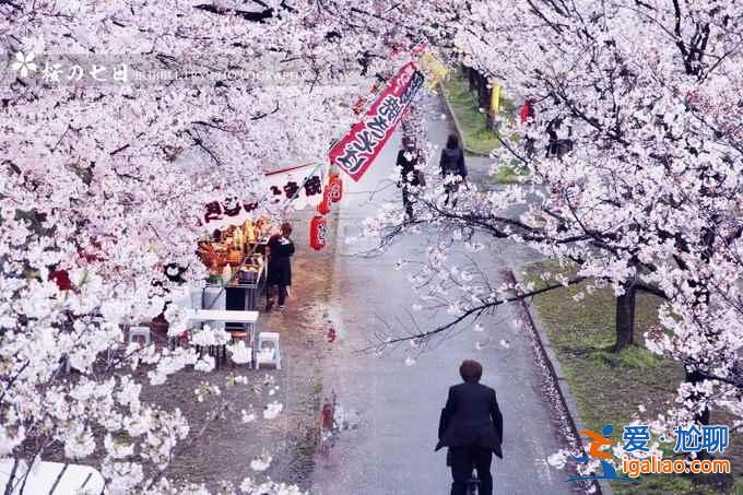 2017京都櫻花什么時候開，京都賞櫻花人少的地方？