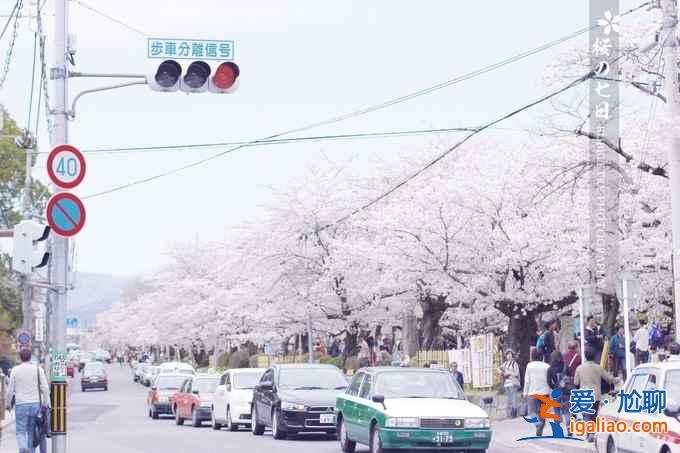 2017京都櫻花什么時候開，京都賞櫻花人少的地方？