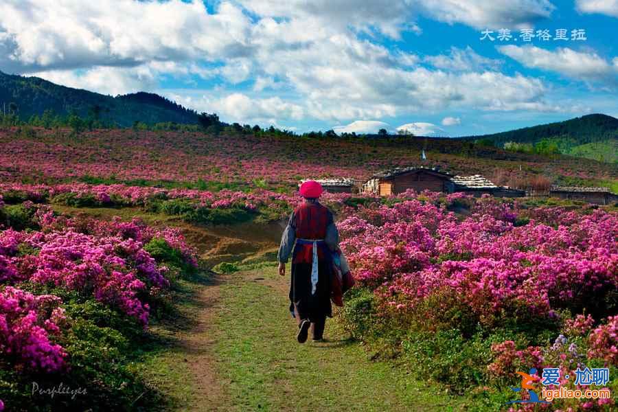 【杜鵑花?!恐袊宕蠖霹N花海? 【杜鵑花海】中國五大杜鵑花海?