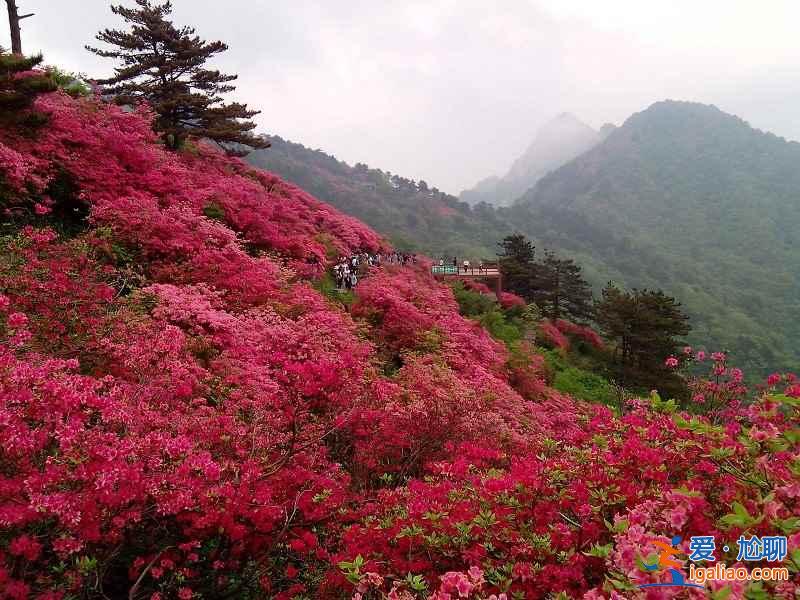 【杜鵑花海】中國五大杜鵑花海? 【杜鵑花?!恐袊宕蠖霹N花海?