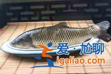 紅燒草魚的家常做法？