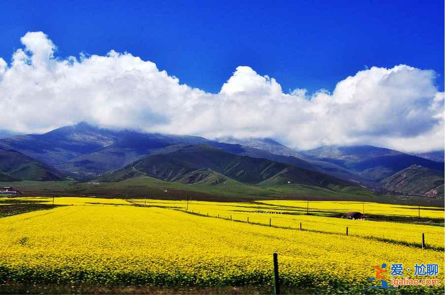 【青海湖油菜花】什么時(shí)候開,2018青海湖油菜花幾月開,【青海油菜花】攻略? 【青海湖油菜花】什么時(shí)候開,2018青海湖油菜花幾月開,【青海油菜花】攻略?
