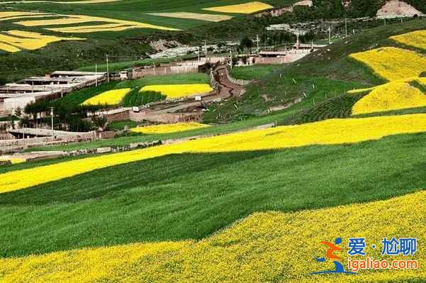 【青海湖油菜花】什么時(shí)候開,2018青海湖油菜花幾月開,【青海油菜花】攻略? 【青海湖油菜花】什么時(shí)候開,2018青海湖油菜花幾月開,【青海油菜花】攻略?