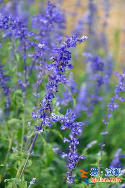 2018南京薰衣草莊園什么時候開花，南京薰衣草莊園花期？