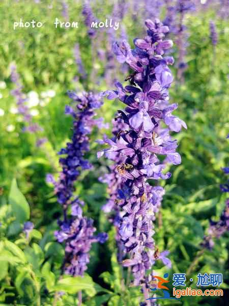 2018南京薰衣草莊園什么時候開花，南京薰衣草莊園花期？