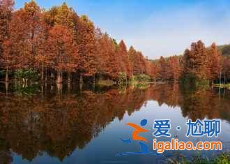 2018南京薰衣草莊園什么時候開花，南京薰衣草莊園花期？