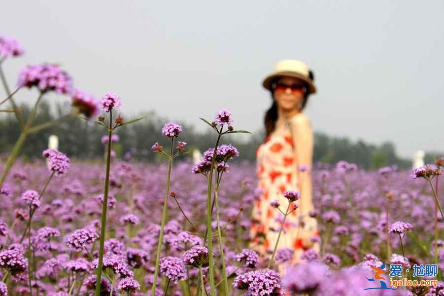 2018南京薰衣草莊園什么時候開花，南京薰衣草莊園花期？