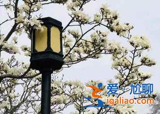 2018南京薰衣草莊園什么時候開花，南京薰衣草莊園花期？