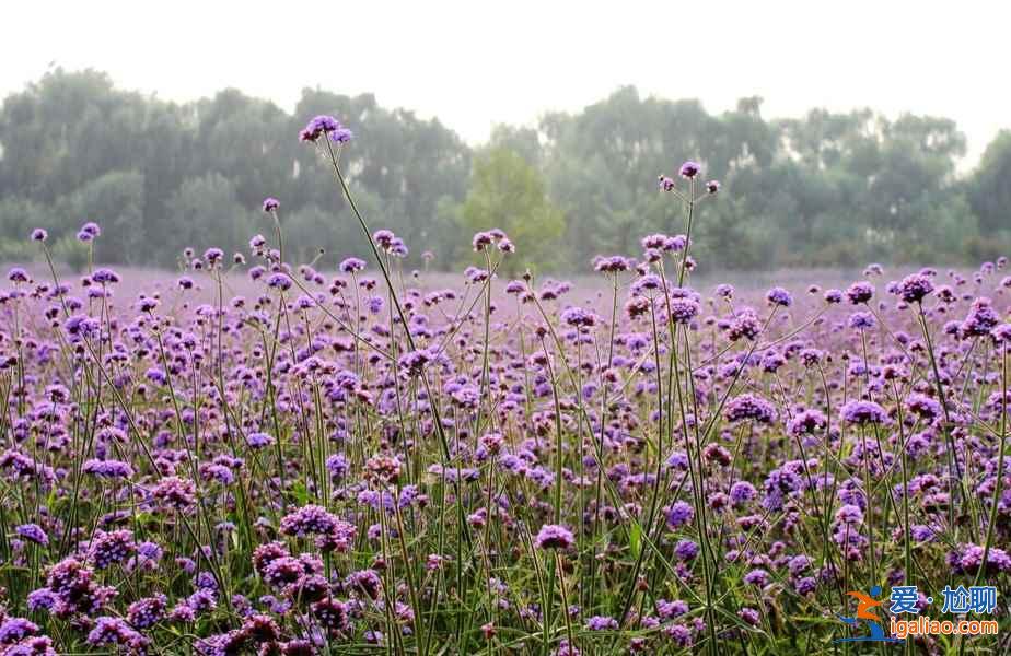 2018南京薰衣草莊園什么時候開花，南京薰衣草莊園花期？