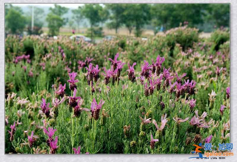 2018南京薰衣草莊園什么時候開花，南京薰衣草莊園花期？