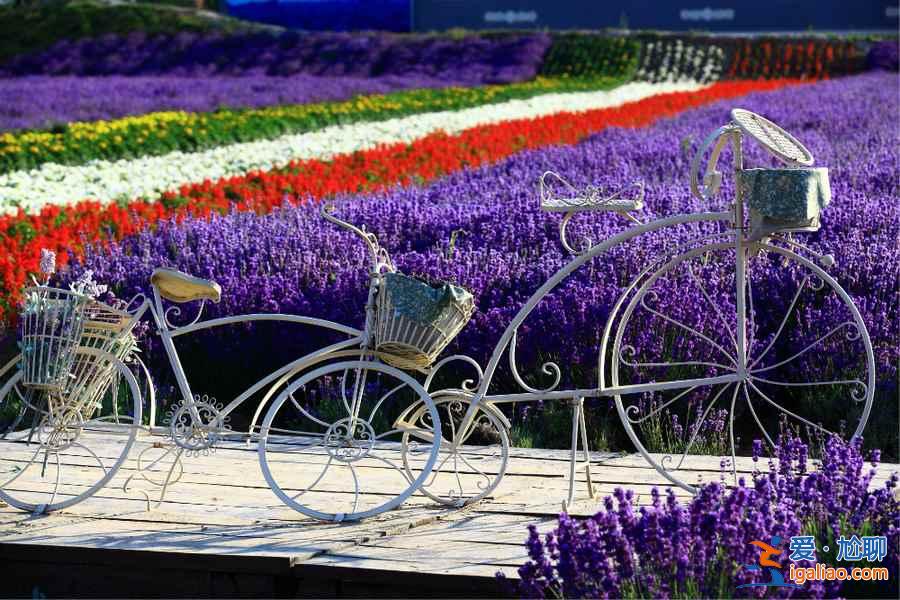 2019北京去哪看薰衣草,2019北京薰衣草賞花地推薦? 2019北京去哪看薰衣草,2019北京薰衣草賞花地推薦?