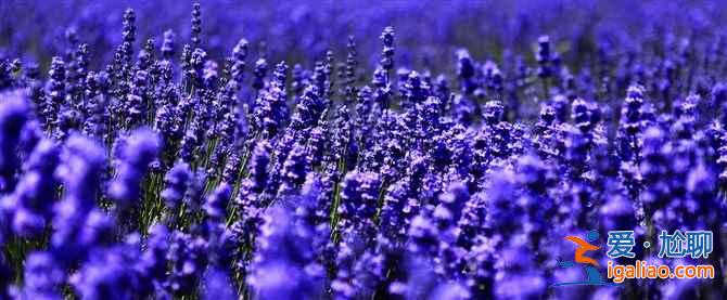 2019北京去哪看薰衣草,2019北京薰衣草賞花地推薦? 2019北京去哪看薰衣草,2019北京薰衣草賞花地推薦?
