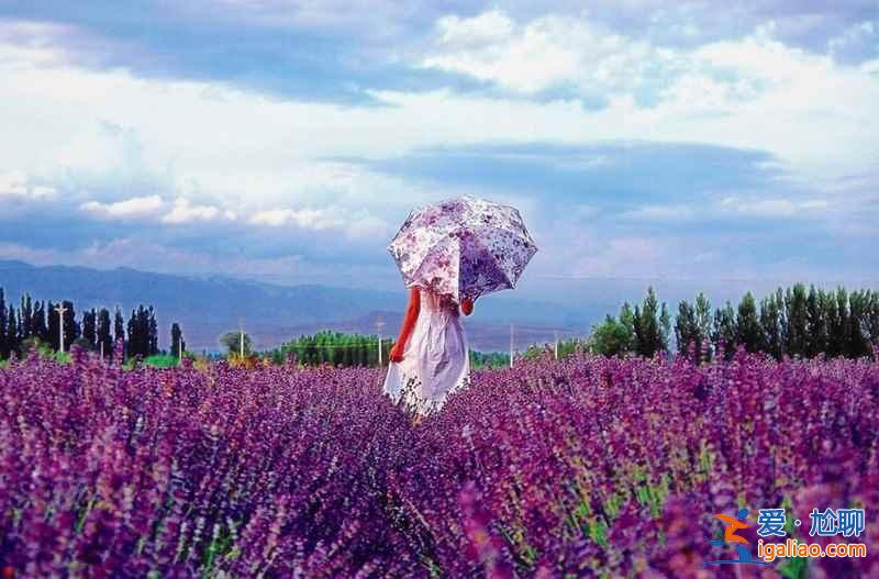 2019北京去哪看薰衣草,2019北京薰衣草賞花地推薦? 2019北京去哪看薰衣草,2019北京薰衣草賞花地推薦?