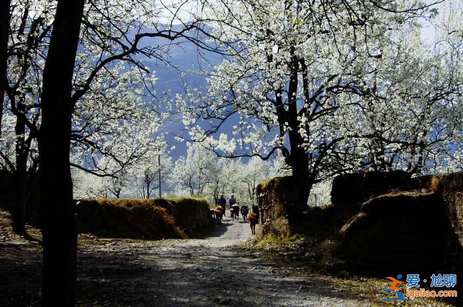 對的時間遇見對的風(fēng)景,每個月一條經(jīng)典路線推薦,12月走起? 對的時間遇見對的風(fēng)景,每個月一條經(jīng)典路線推薦,12月走起?