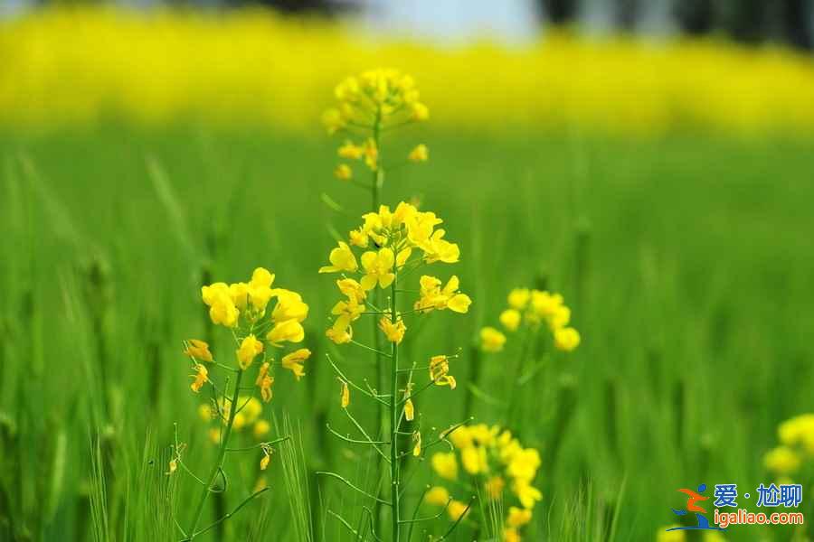 【去哪里看油菜花】2018去哪里看油菜花，國內油菜花觀賞地大全？