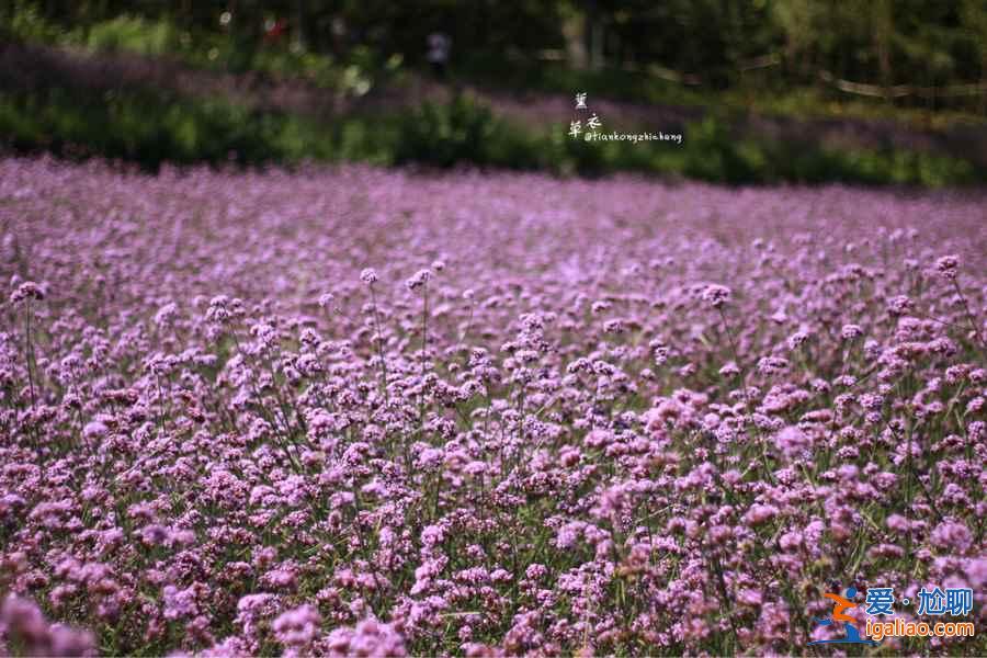 【2018荔波薰衣草】荔波薰衣草在哪，荔波薰衣草怎么走？