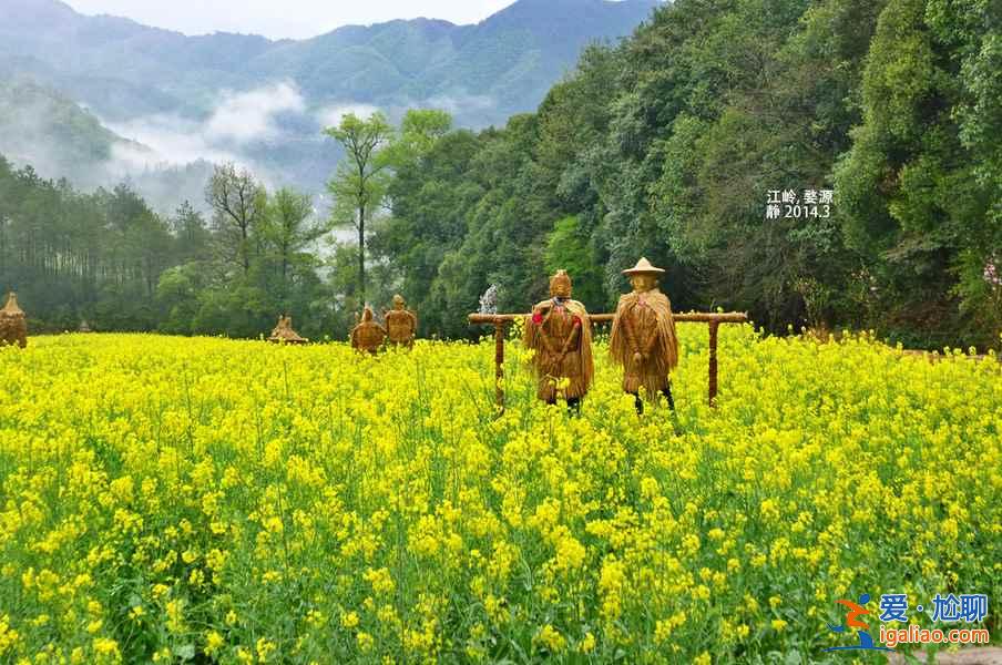 2018全國最全油菜花時間表，油菜花開放時間？