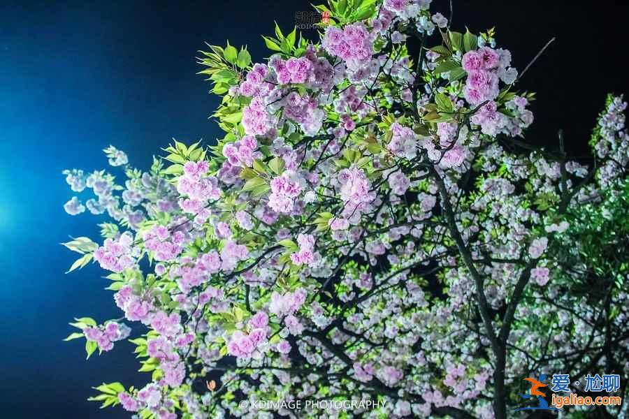 貴州櫻花在哪里,貴陽哪里看櫻花? 貴州櫻花在哪里,貴陽哪里看櫻花?