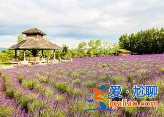 北海道薰衣草花期,2018日本北海道薰衣草最晚開(kāi)到什么時(shí)候? 北海道薰衣草花期,2018日本北海道薰衣草最晚開(kāi)到什么時(shí)候?
