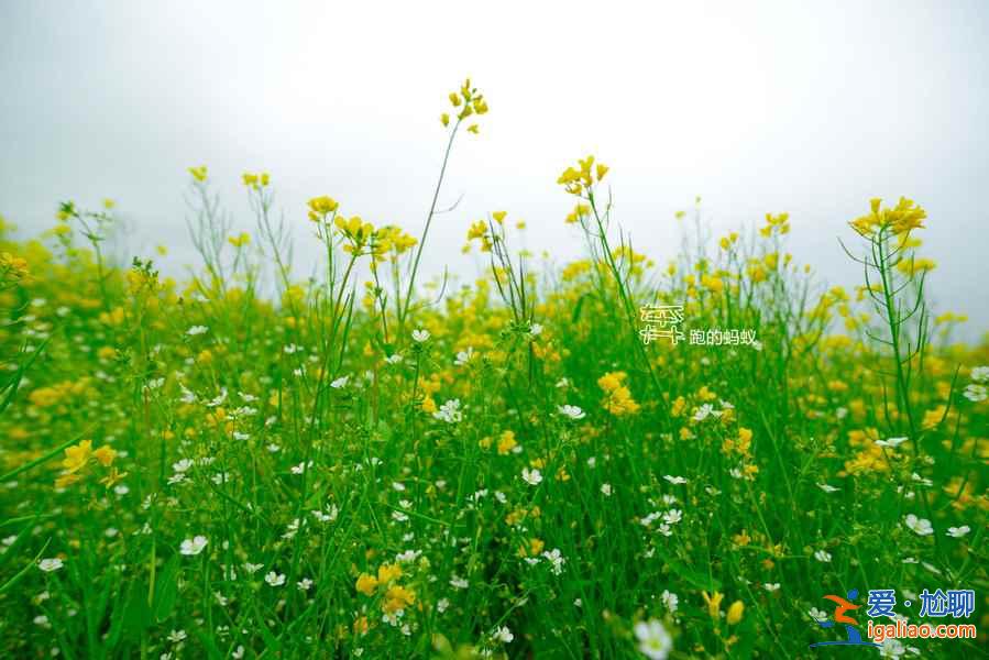 2018全國最全油菜花時間表，油菜花開放時間？