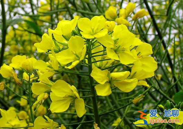 【2018羅平油菜花節(jié)】2018羅平油菜花什么時候開，2018羅平油菜花花期？