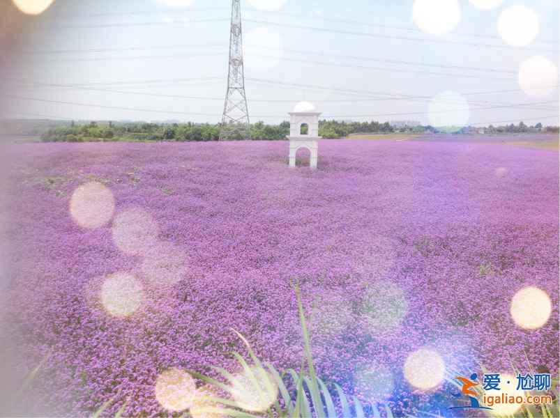 沈陽薰衣草莊園怎么去，2018紫煙薰衣草莊園地址？