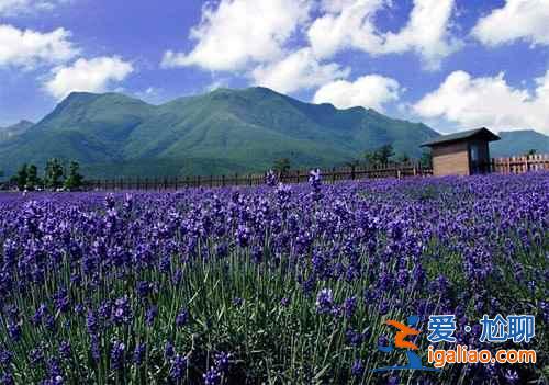 沈陽薰衣草莊園怎么去，2018紫煙薰衣草莊園地址？