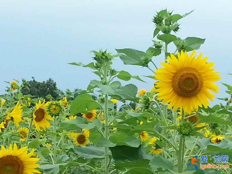 成都薰衣草莊園在哪里,成都薰衣草莊園地址和交通? 成都薰衣草莊園在哪里,成都薰衣草莊園地址和交通?