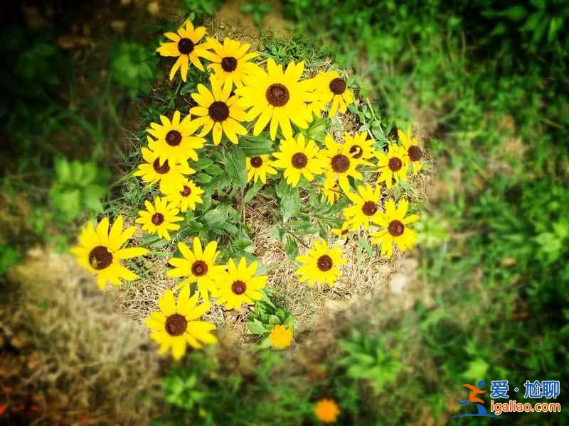 成都薰衣草莊園在哪里,成都薰衣草莊園地址和交通? 成都薰衣草莊園在哪里,成都薰衣草莊園地址和交通?