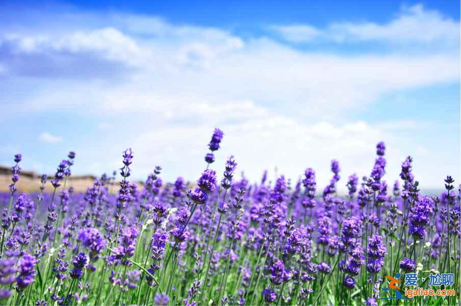 成都薰衣草莊園在哪里,成都薰衣草莊園地址和交通? 成都薰衣草莊園在哪里,成都薰衣草莊園地址和交通?