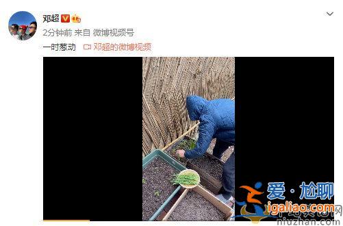 鄧超曬早起冒雨拔蔥  鄧超要親自下廚了嗎
