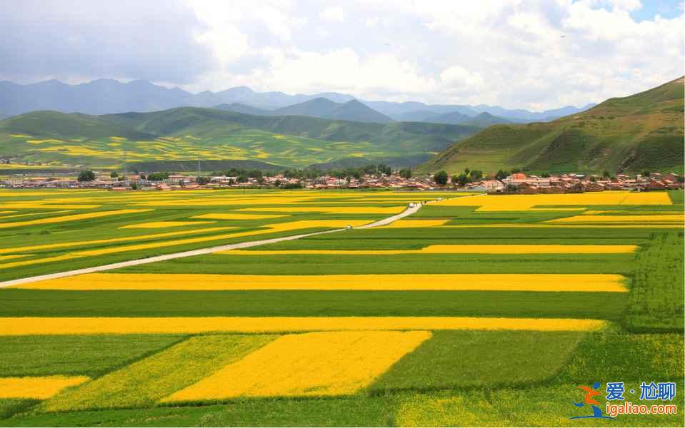 2017門源油菜花花期，2017門源油菜花幾月開？