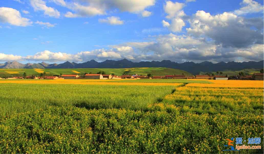 2017門源油菜花花期，2017門源油菜花幾月開？
