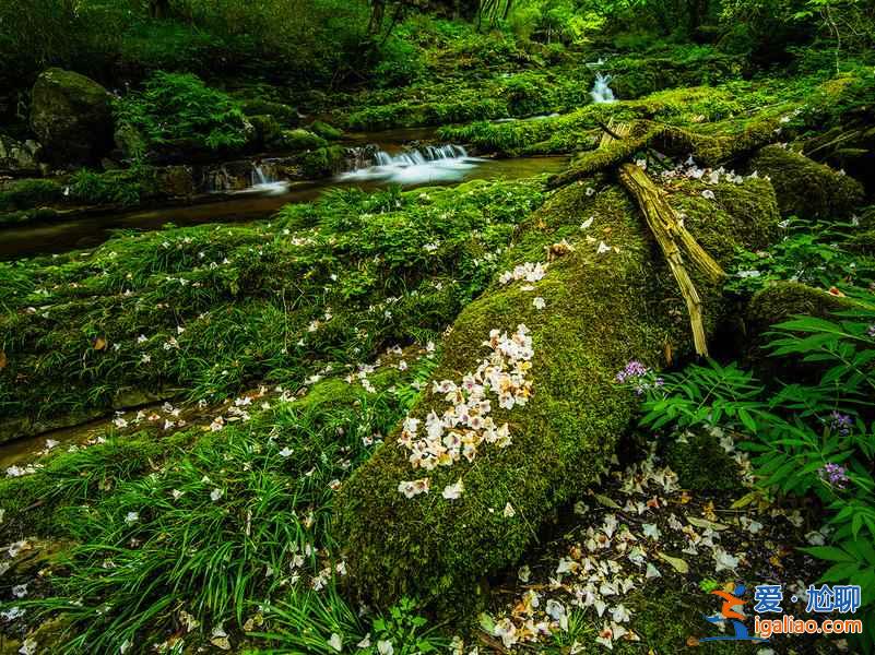 【光霧山杜鵑花節】2017光霧山杜鵑花時間—地點—門票—活動詳情？