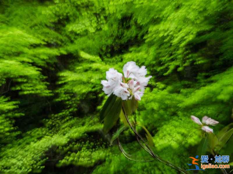 【光霧山杜鵑花節】2017光霧山杜鵑花時間—地點—門票—活動詳情？