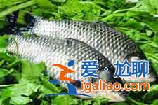 砂仁鯽魚湯? 砂仁鯽魚湯?