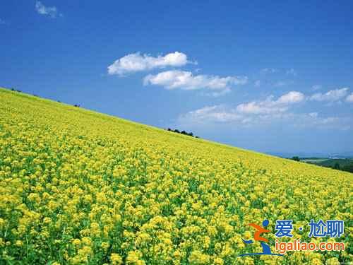 上海奉賢油菜花地址,2018奉賢油菜花時間、門票及交通指南? 上海奉賢油菜花地址,2018奉賢油菜花時間、門票及交通指南?