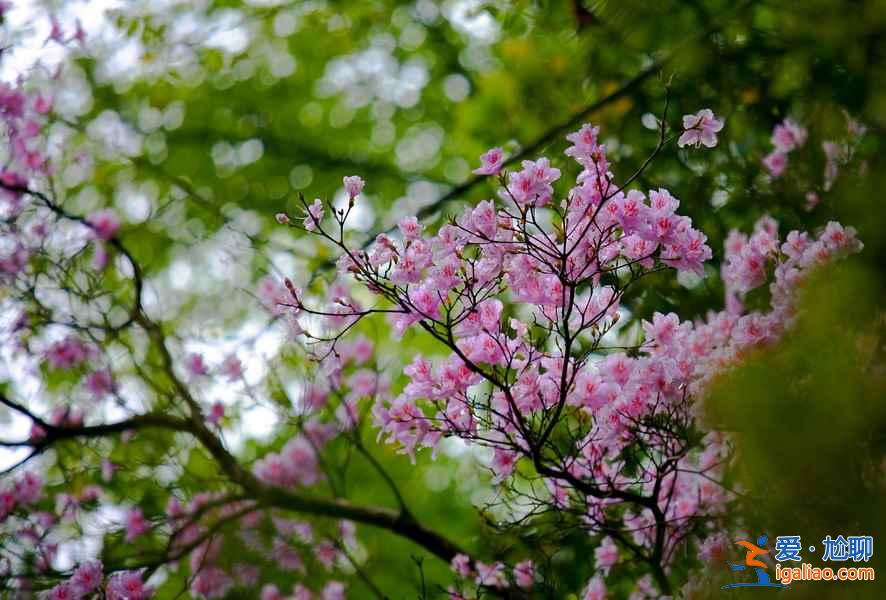 【光霧山杜鵑花節】2017光霧山杜鵑花時間—地點—門票—活動詳情？