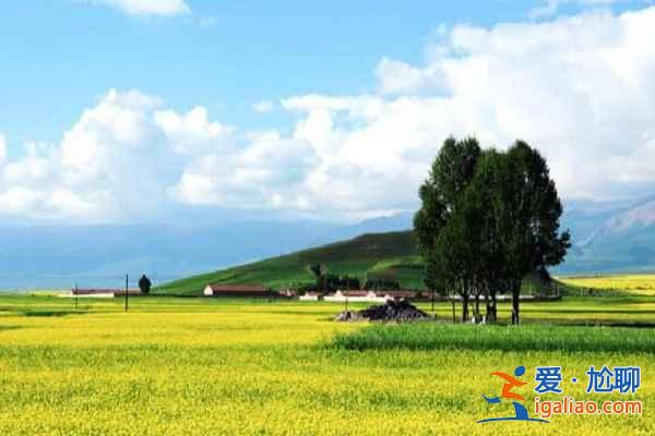 門源油菜花什么時候開，2017門源油菜花什么時候開？