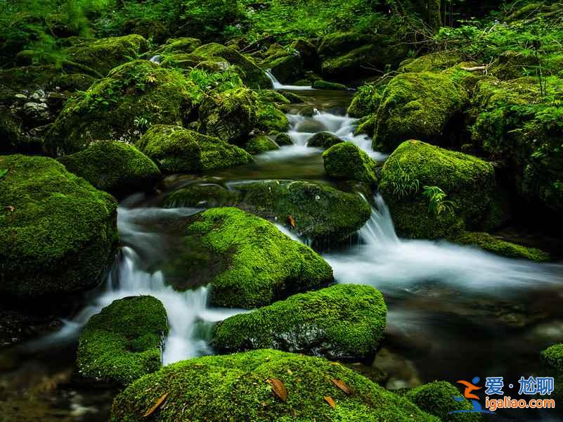 【光霧山杜鵑花節】2017光霧山杜鵑花時間—地點—門票—活動詳情？